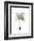 Watercolor Palm of the Tropics II-Grace Popp-Framed Art Print