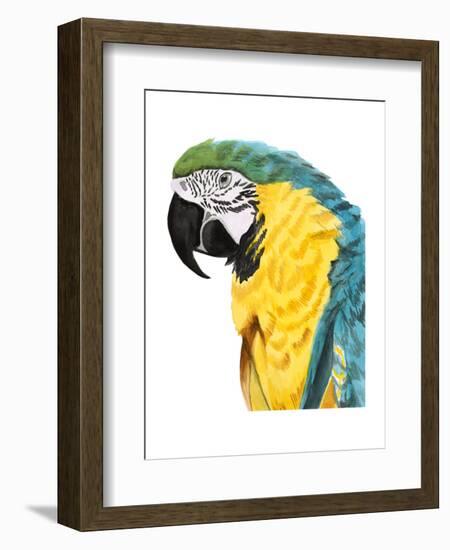 Watercolor Parrot-Naomi McCavitt-Framed Art Print