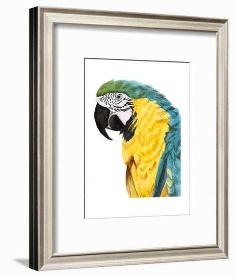 Watercolor Parrot-Naomi McCavitt-Framed Art Print