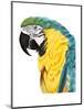 Watercolor Parrot-Naomi McCavitt-Mounted Art Print