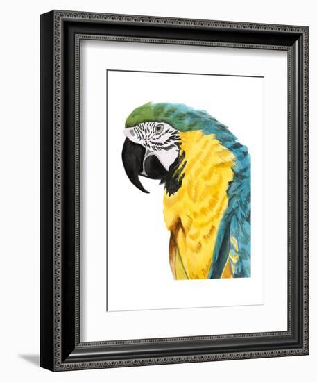 Watercolor Parrot-Naomi McCavitt-Framed Art Print