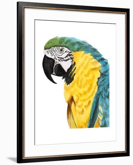 Watercolor Parrot-Naomi McCavitt-Framed Art Print