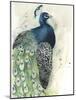 Watercolor Peacock Portrait I-Grace Popp-Mounted Art Print