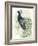 Watercolor Peacock Portrait II-Grace Popp-Framed Premium Giclee Print