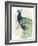 Watercolor Peacock Portrait II-Grace Popp-Framed Premium Giclee Print