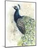 Watercolor Peacock Portrait II-Grace Popp-Mounted Premium Giclee Print