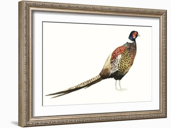 Watercolor Pheasant I-Grace Popp-Framed Art Print