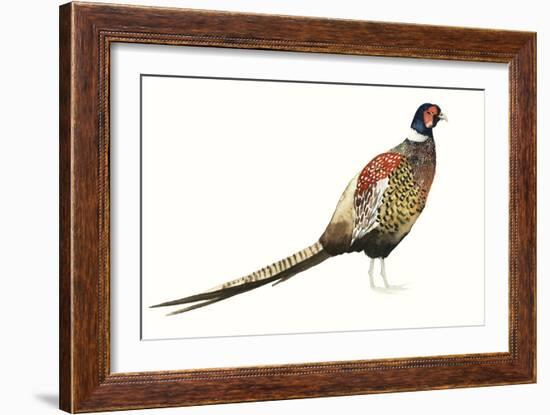 Watercolor Pheasant I-Grace Popp-Framed Art Print