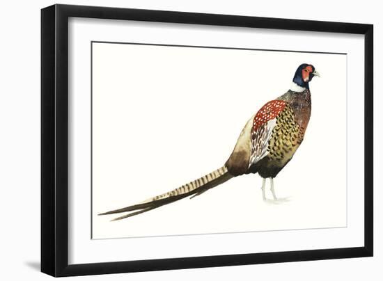 Watercolor Pheasant I-Grace Popp-Framed Art Print