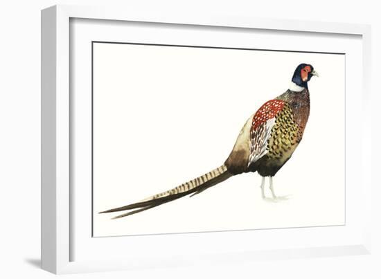 Watercolor Pheasant I-Grace Popp-Framed Art Print