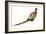 Watercolor Pheasant I-Grace Popp-Framed Art Print