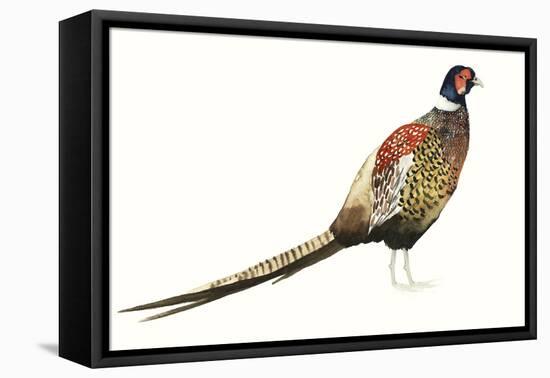 Watercolor Pheasant I-Grace Popp-Framed Stretched Canvas