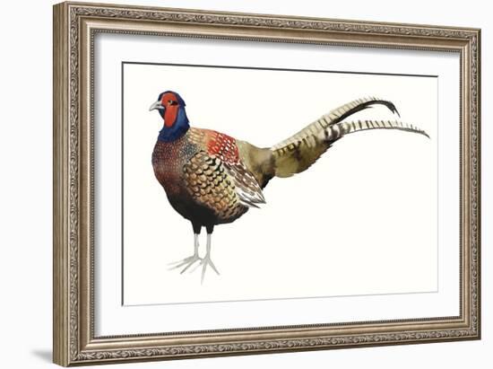 Watercolor Pheasant II-Grace Popp-Framed Art Print