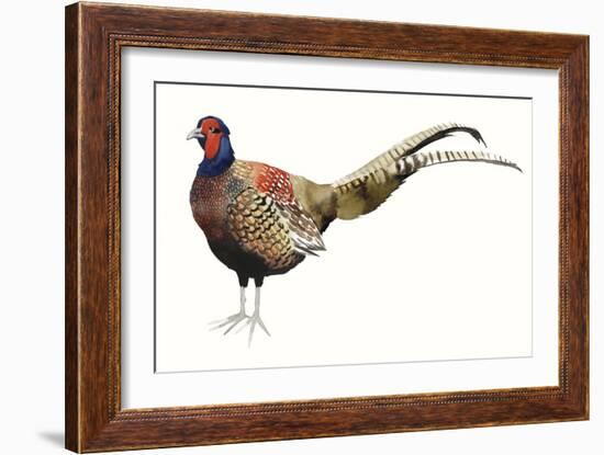 Watercolor Pheasant II-Grace Popp-Framed Art Print