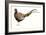 Watercolor Pheasant II-Grace Popp-Framed Art Print