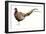 Watercolor Pheasant II-Grace Popp-Framed Art Print