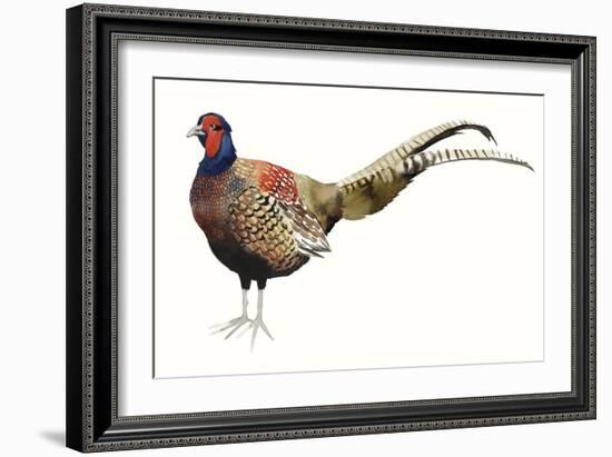 Watercolor Pheasant II-Grace Popp-Framed Art Print