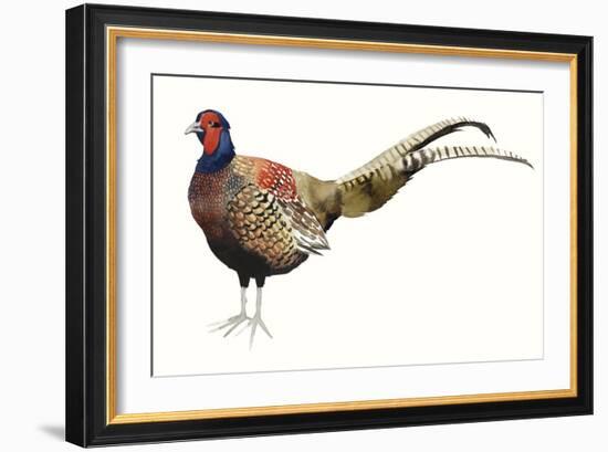Watercolor Pheasant II-Grace Popp-Framed Art Print