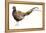 Watercolor Pheasant II-Grace Popp-Framed Stretched Canvas