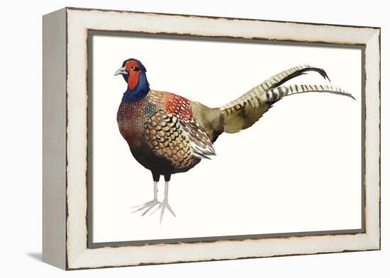 Watercolor Pheasant II-Grace Popp-Framed Stretched Canvas