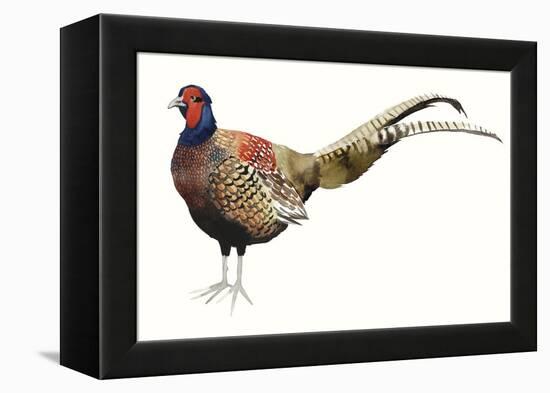 Watercolor Pheasant II-Grace Popp-Framed Stretched Canvas