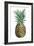 Watercolor Pineapple II-Grace Popp-Framed Art Print