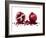 Watercolor Pomegranate-Michael Willett-Framed Art Print