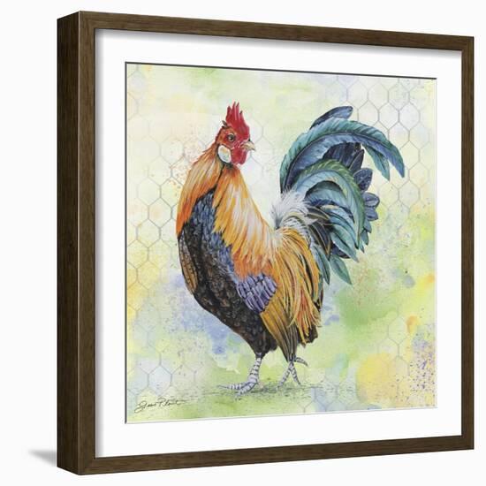 Watercolor Rooster-D-Jean Plout-Framed Giclee Print