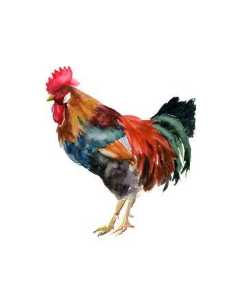 Watercolor Rooster Year. Farm Animals Silhouette Sketch ...