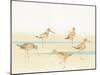 Watercolor Sandpipers I-Avery Tillmon-Mounted Art Print