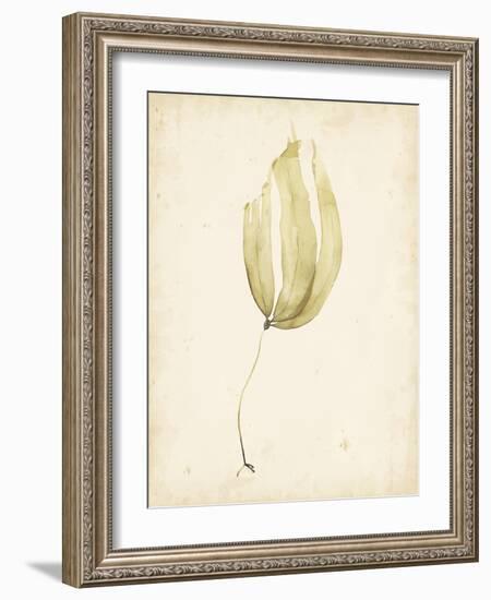 Watercolor Sea Grass III-Grace Popp-Framed Art Print