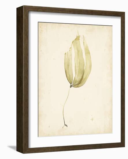 Watercolor Sea Grass III-Grace Popp-Framed Art Print