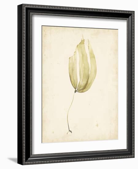 Watercolor Sea Grass III-Grace Popp-Framed Art Print