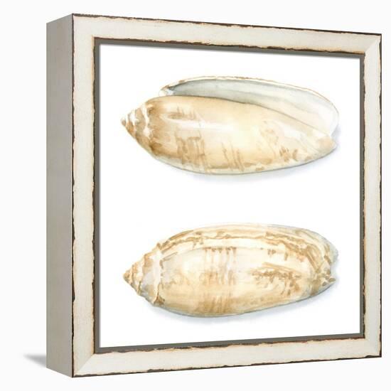 Watercolor Shells V-Megan Meagher-Framed Stretched Canvas