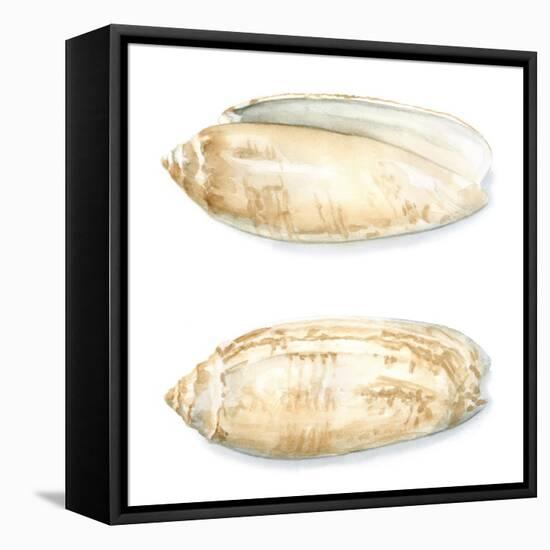 Watercolor Shells V-Megan Meagher-Framed Stretched Canvas