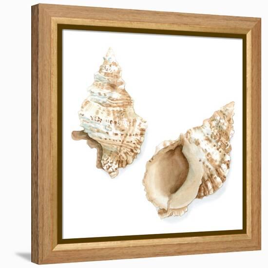 Watercolor Shells VII-Megan Meagher-Framed Stretched Canvas