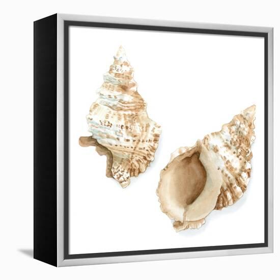 Watercolor Shells VII-Megan Meagher-Framed Stretched Canvas