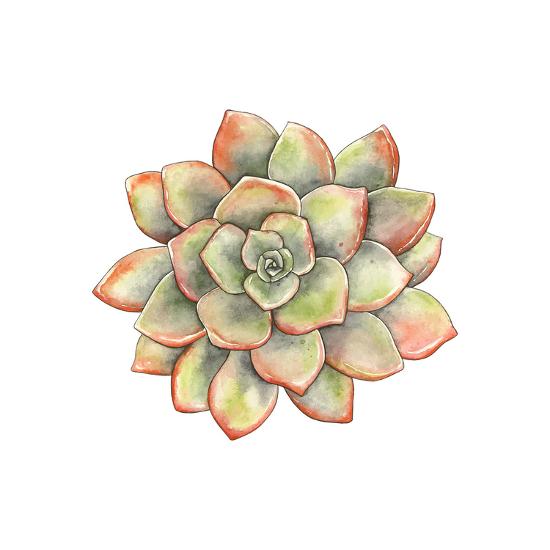 Download Watercolor Succulent, Vector Illustration in Vintage Style. Art Print by Nikiparonak | Art.com
