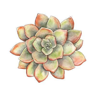 Featured image of post Vintage Succulent Illustration Set of two cavallini posters wrap