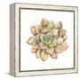 Watercolor Succulent, Vector Illustration in Vintage Style.-Nikiparonak-Framed Stretched Canvas