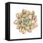 Watercolor Succulent, Vector Illustration in Vintage Style.-Nikiparonak-Framed Stretched Canvas