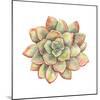 Watercolor Succulent, Vector Illustration in Vintage Style.-Nikiparonak-Mounted Art Print