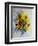 Watercolor Sunflowers-Pol Ledent-Framed Premium Giclee Print