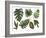 Watercolor Tropical Leaf Set-tanycya-Framed Art Print