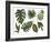 Watercolor Tropical Leaf Set-tanycya-Framed Art Print