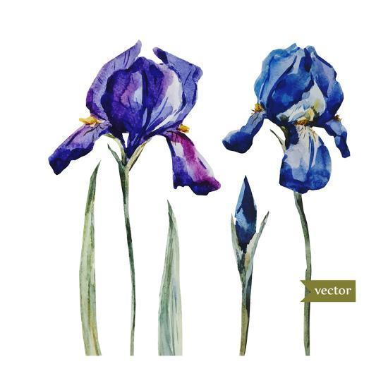 Watercolor Vector Drawing Flowers Blue Iris Isolated Object Botanical Floral Illustration Card Art Print By Anastasia Zenina Lembrik Art Com