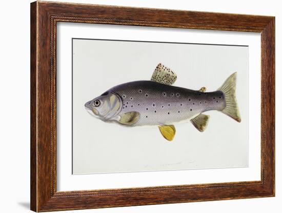 Watercolour of a Trout, Early 19th Century-Sarah Bowdich-Framed Giclee Print