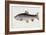 Watercolour of a Trout, Early 19th Century-Sarah Bowdich-Framed Giclee Print