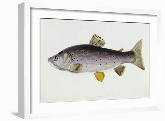 Watercolour of a Trout, Early 19th Century-Sarah Bowdich-Framed Giclee Print