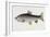 Watercolour of a Trout, Early 19th Century-Sarah Bowdich-Framed Giclee Print